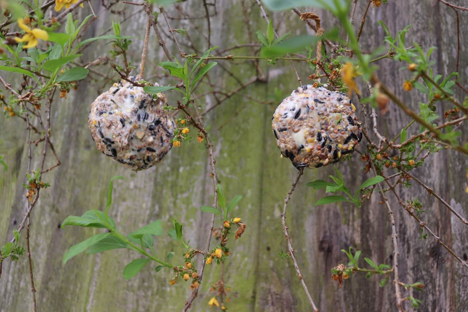 Lard Bird Feed Balls Craft ⋆ Jupiter Hadley