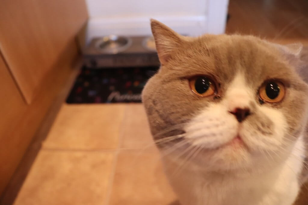 Personalized Pet Food Mat Review ⋆ Jupiter Hadley