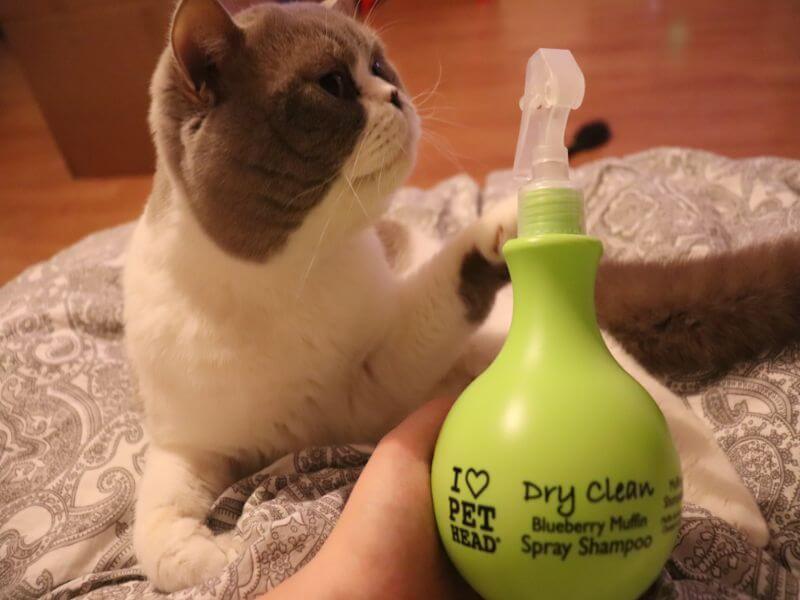 Pet Head Cat Dry Clean Shampoo Review ⋆ Jupiter Hadley