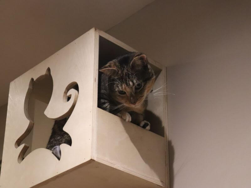 Afternoon Tea with Cats at Whiskers & Cream Cat Cafe ⋆ Jupiter & Dann