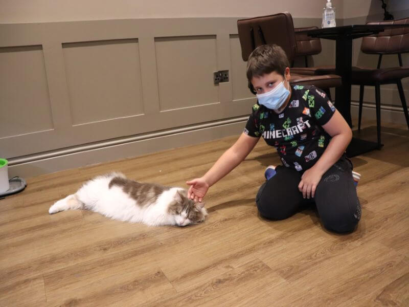 Afternoon Tea with Cats at Whiskers & Cream Cat Cafe ⋆ Jupiter & Dann