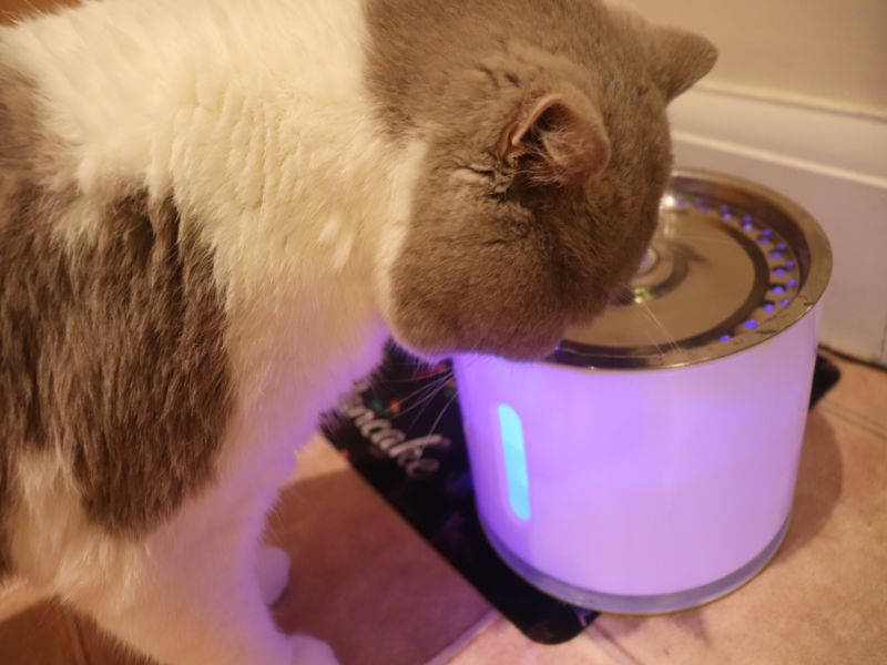 Herbie's Water Fountain for Cats
